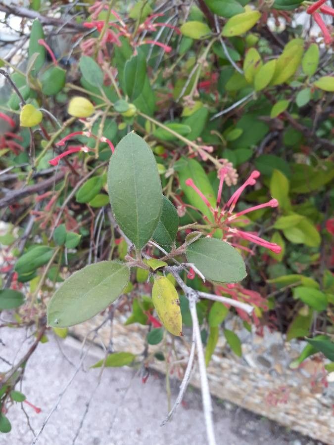 Grevillea rhyolitica leaf