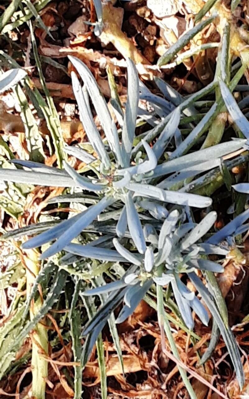Kleinia repens — search result for 'Curio'