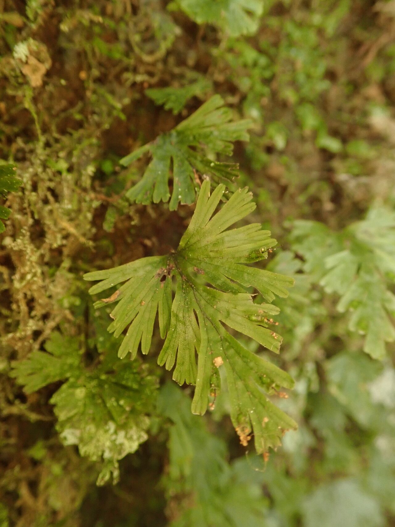 Trichomanes parvulum leaf