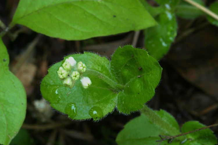 Whipplea modesta — search result for 'Hydrangeaceae'