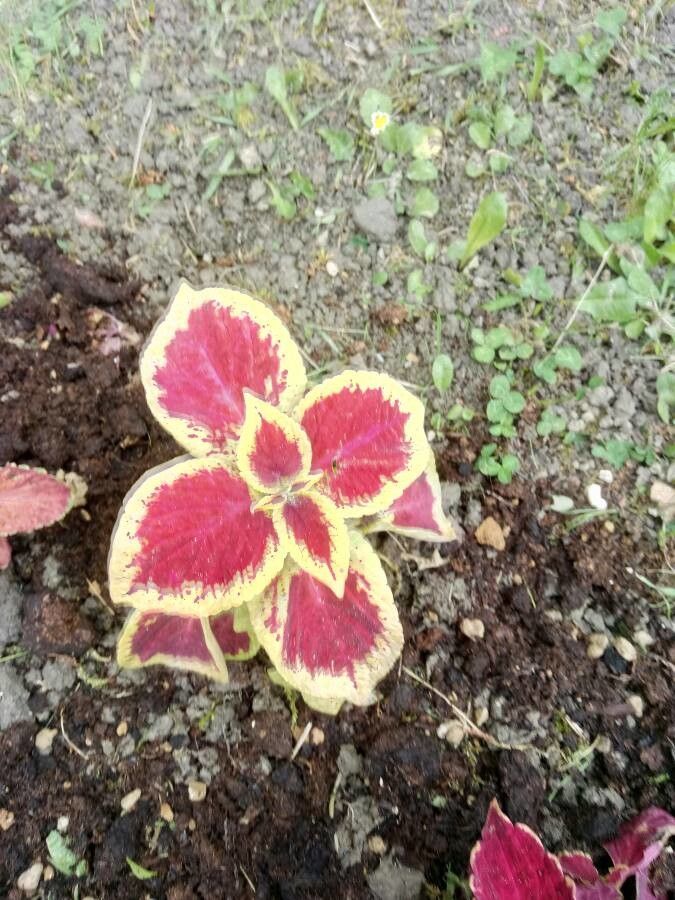 Solenostemon scutellarioides flower