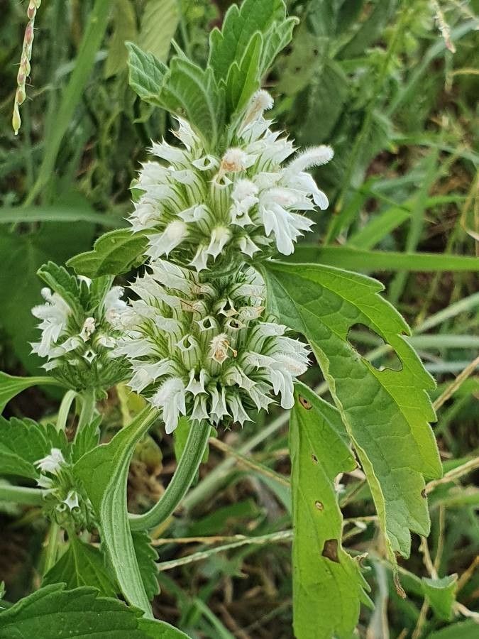 Leucas deflexa flower