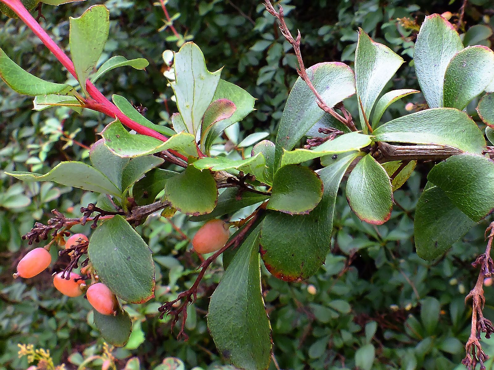 Berberis koreana fruit