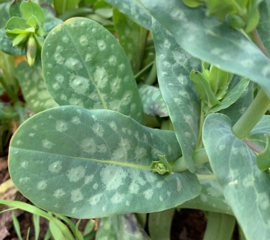 Cerinthe palaestina — related species from the same genus