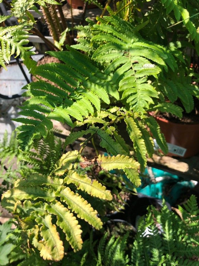 Polystichum polyblepharum leaf