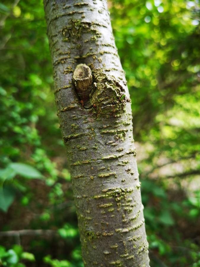 Tamarix tetrandra bark