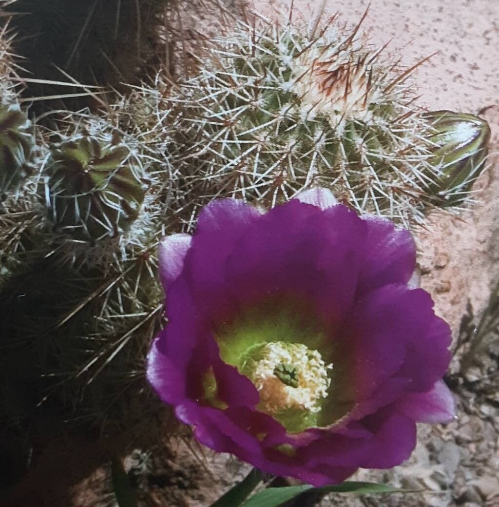Echinocereus bonkerae flower
