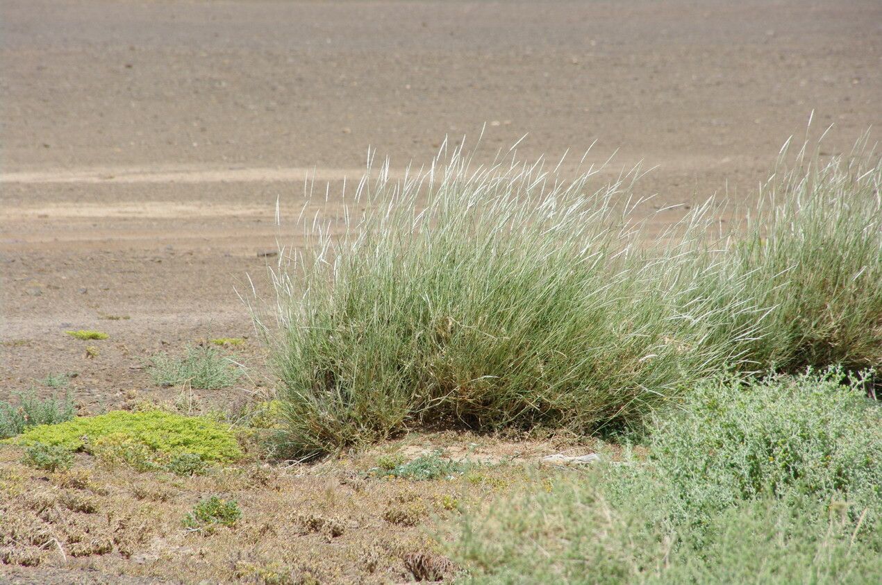 Lasiurus scindicus habit