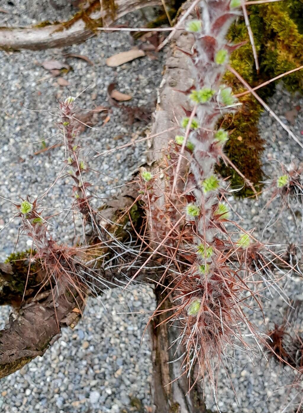Caragana jubata leaf