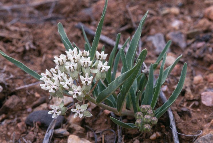 Asclepias involucrata habit