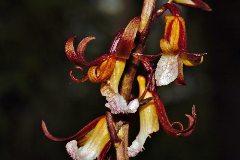 Eulophia subsaprophytica — houseplant care guide