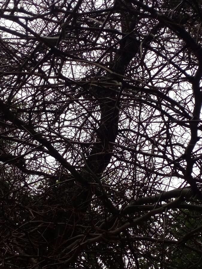Gleditsia macracantha habit