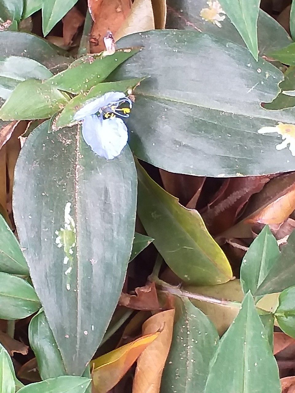 Commelina latifolia leaf