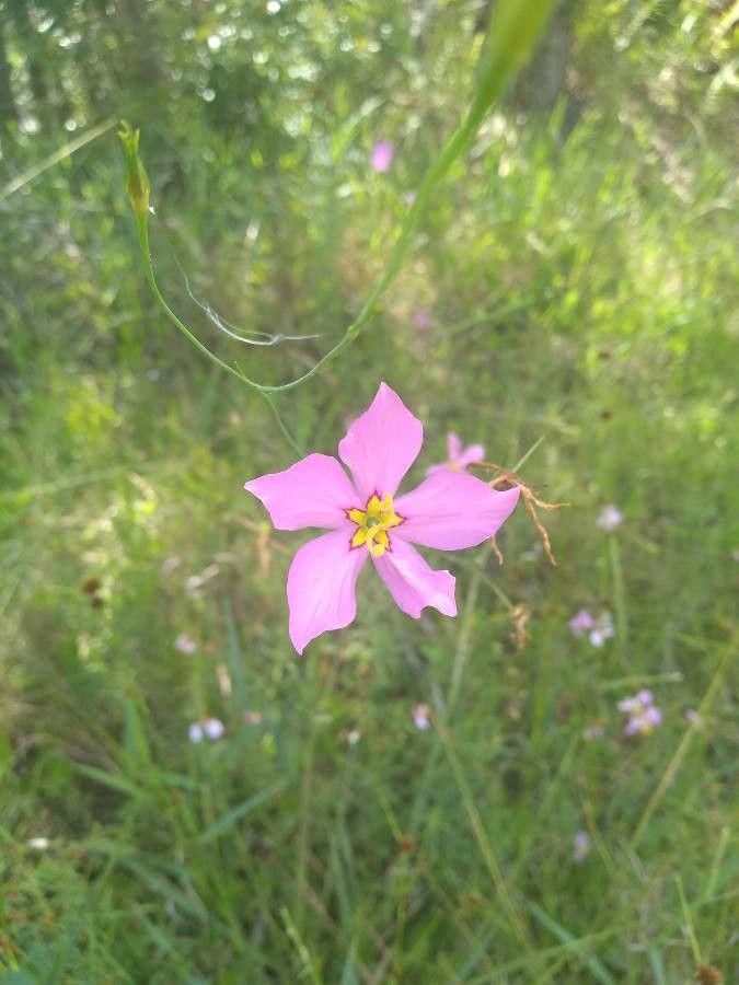 Sabatia stellaris flower
