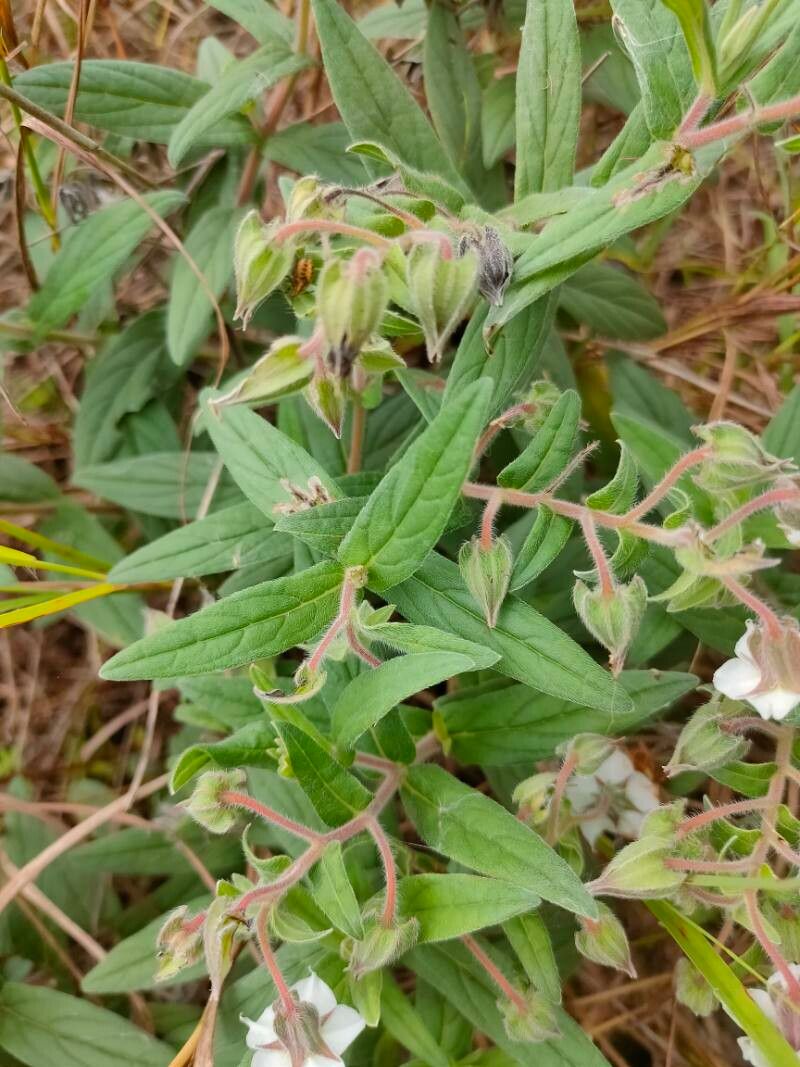 Trichodesma indicum leaf