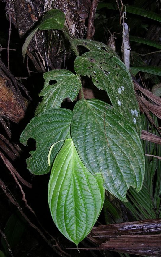 Piper arcteacuminatum — search result for 'Piper'