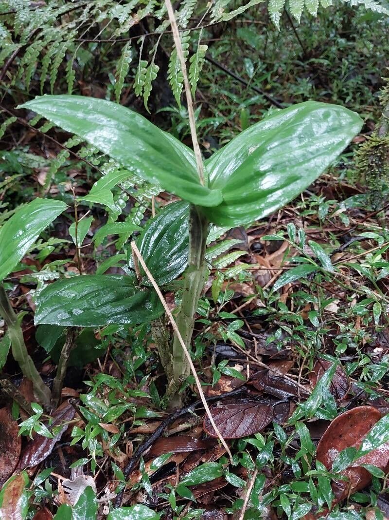 Liparis longicaulis habit