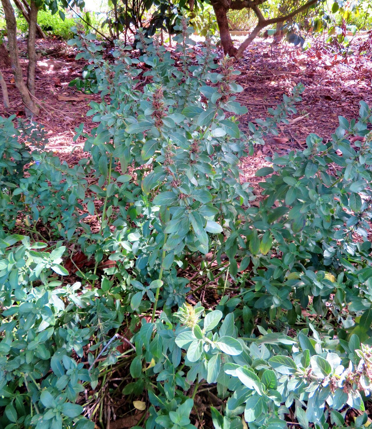 Dyschoriste trichanthera habit