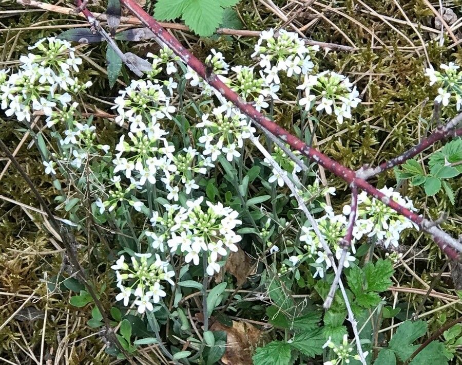 Noccaea montana flower