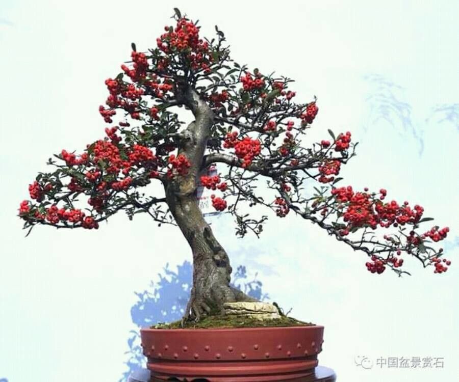 Metrosideros dolichandra — search result for 'Metrosideros'