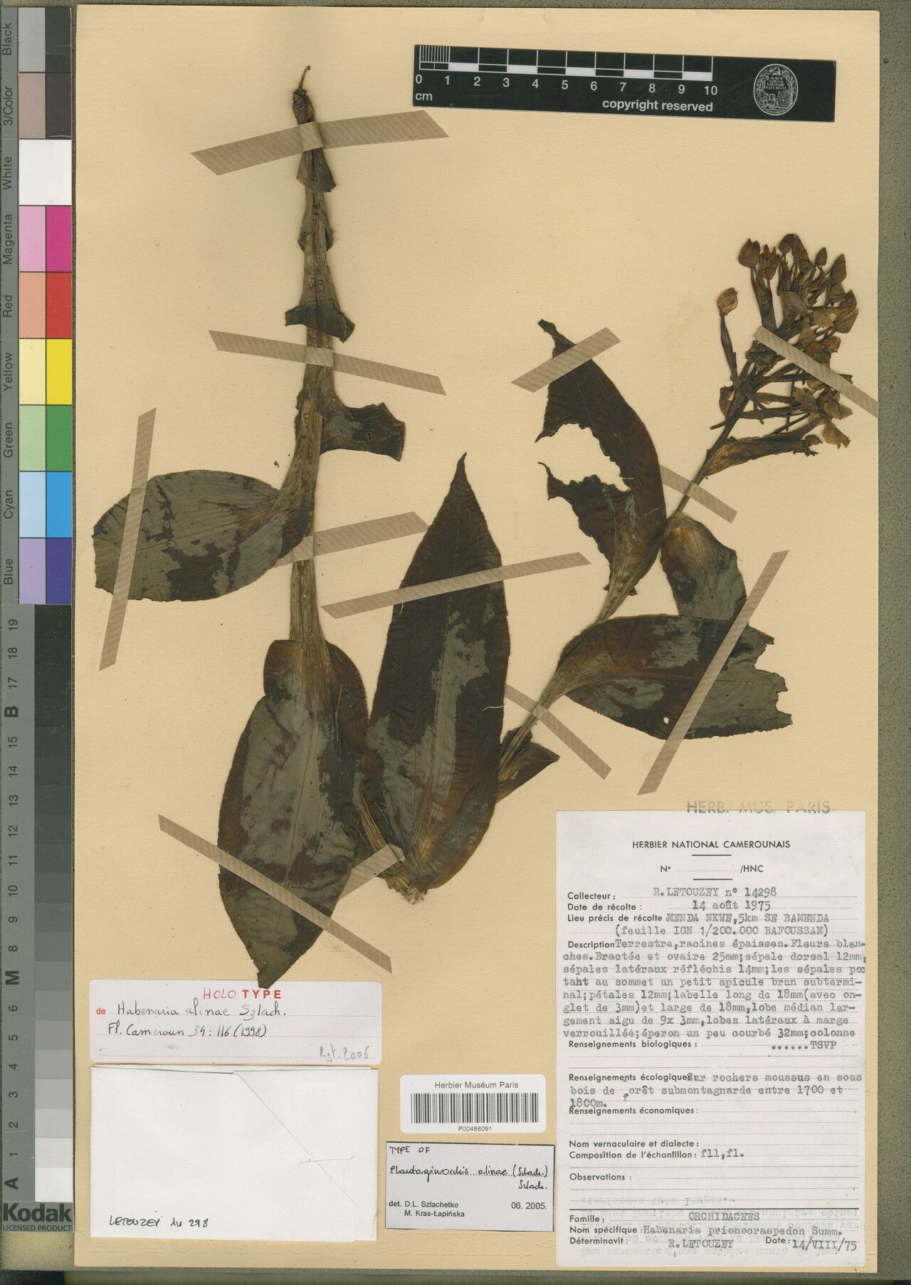 Habenaria alinae — related species from the same genus
