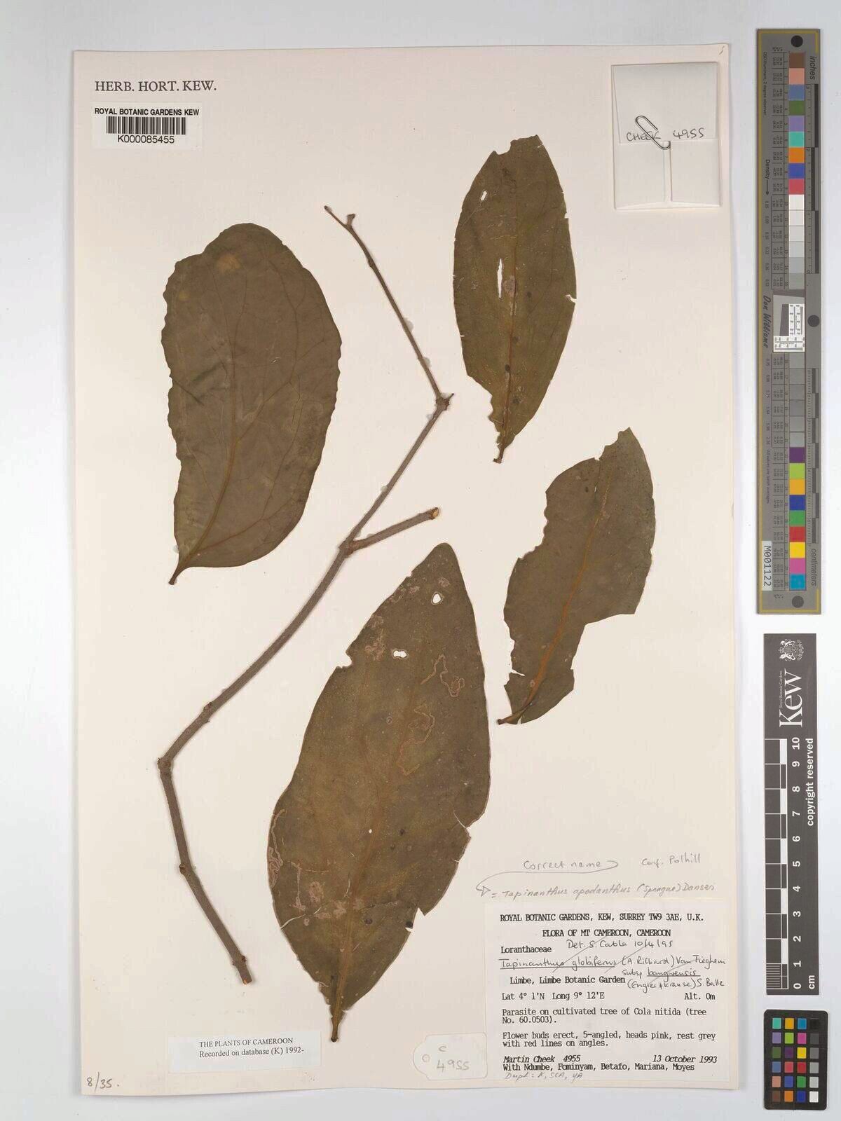 Tapinanthus apodanthus — related species from the same genus