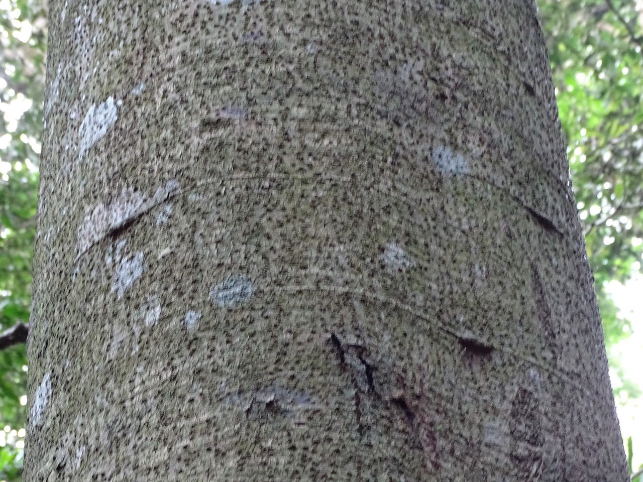 Newtonia buchananii bark