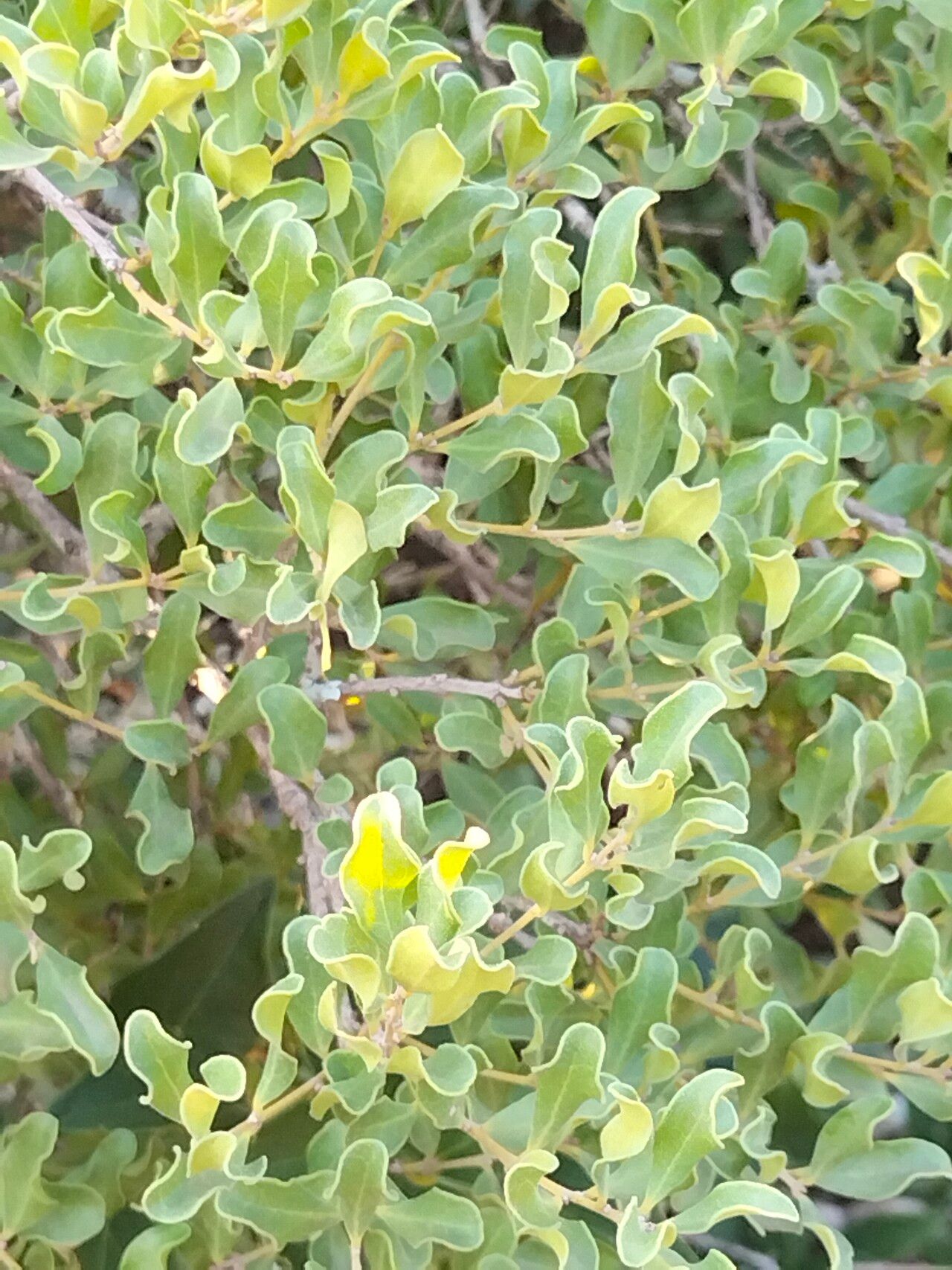 Euclea undulata habit