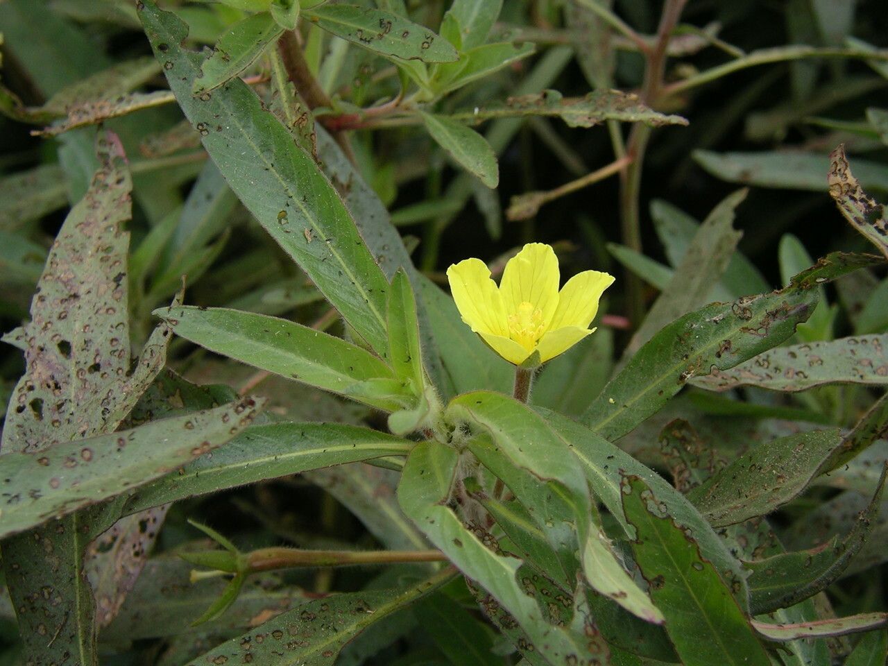 Ludwigia adscendens
