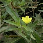 Ludwigia adscendens