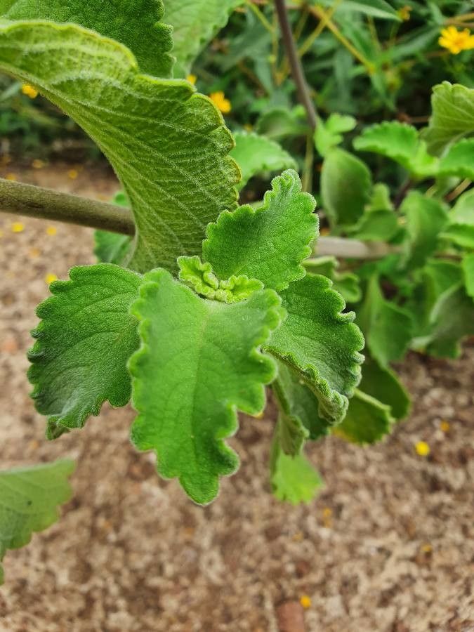 Plectranthus comosus — search result for 'Plectranthus'
