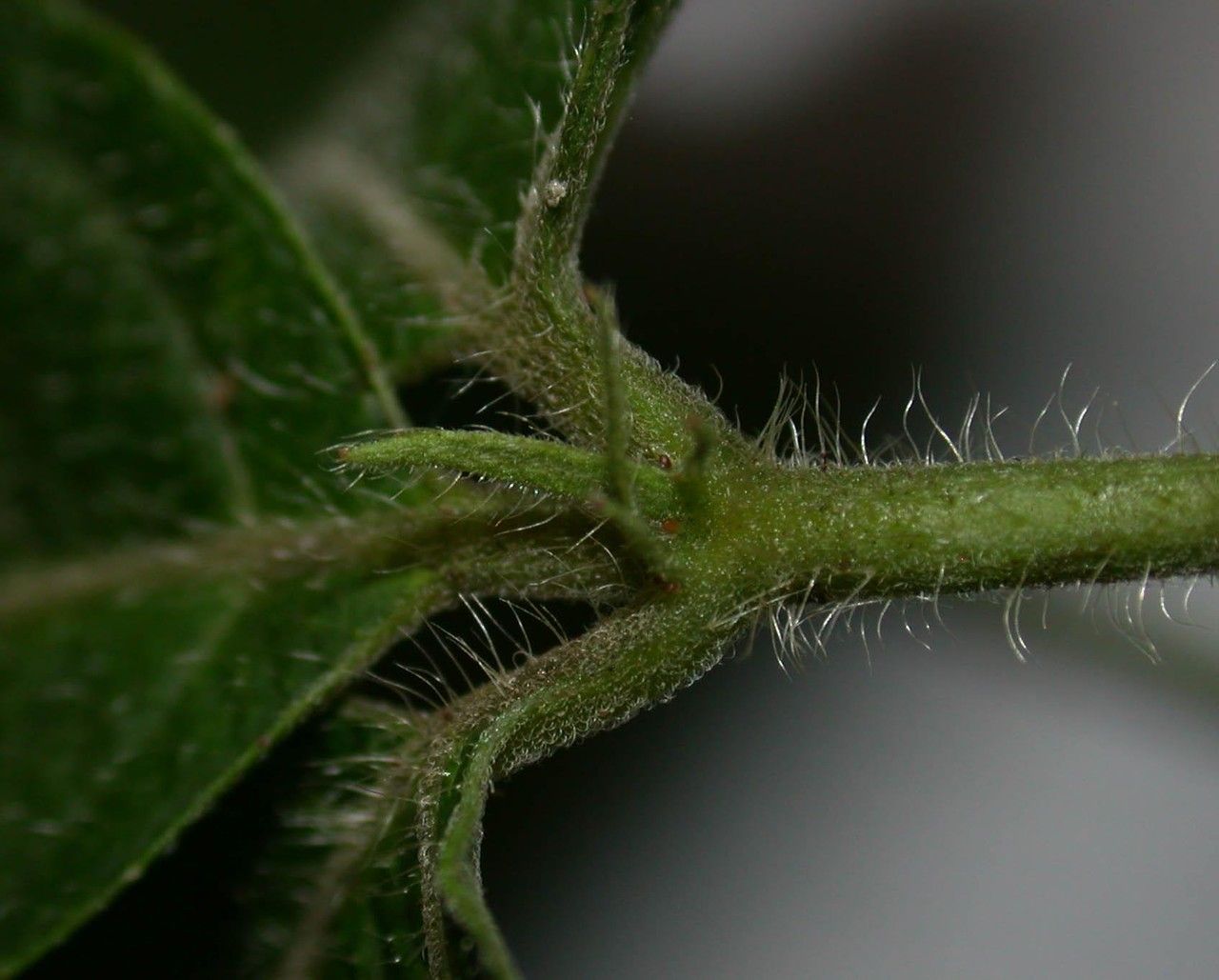 Dalechampia websteri bark