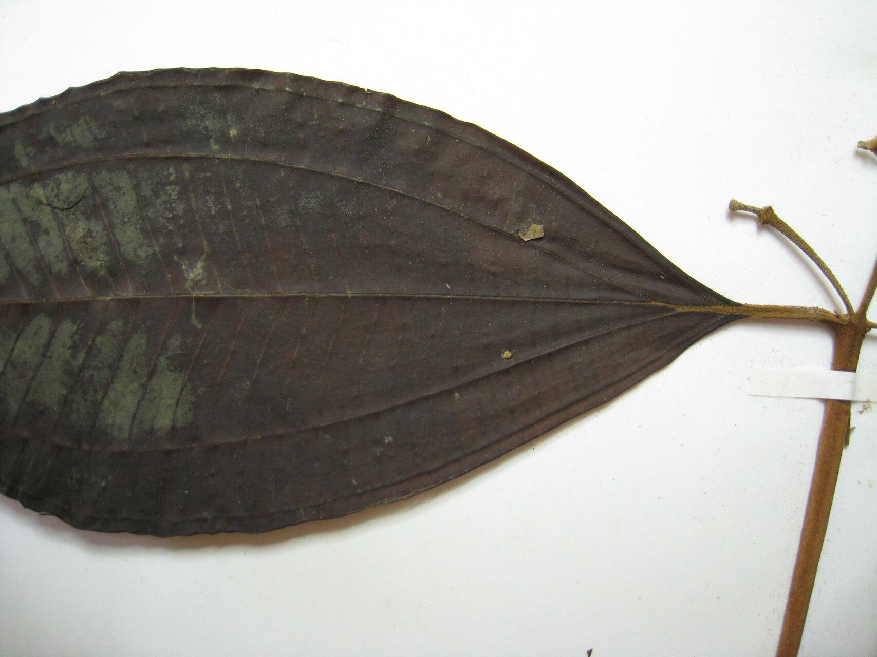 Miconia francavillana other