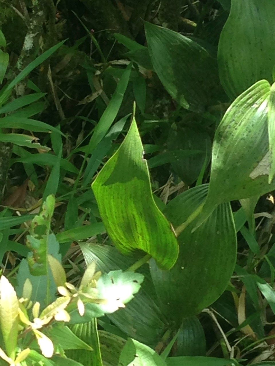 Sobralia warszewiczii leaf