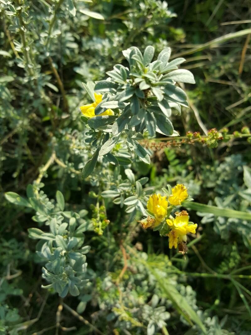 Cytisus austriacus flower