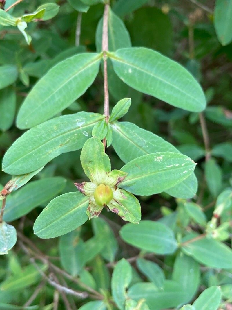 Hypericum frondosum — search result for 'Hypericum'