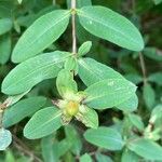 Hypericum frondosum