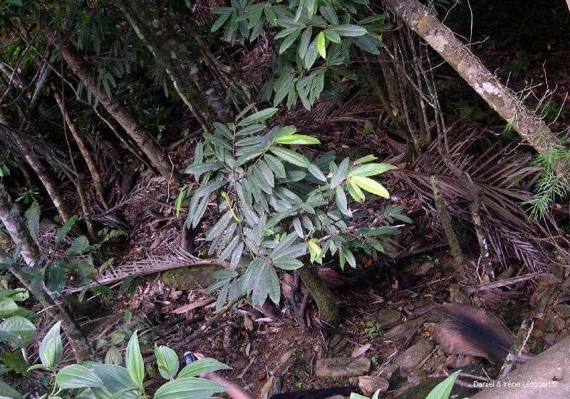 Ficus pteroporum habit