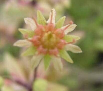 Monanthes anagensis flower