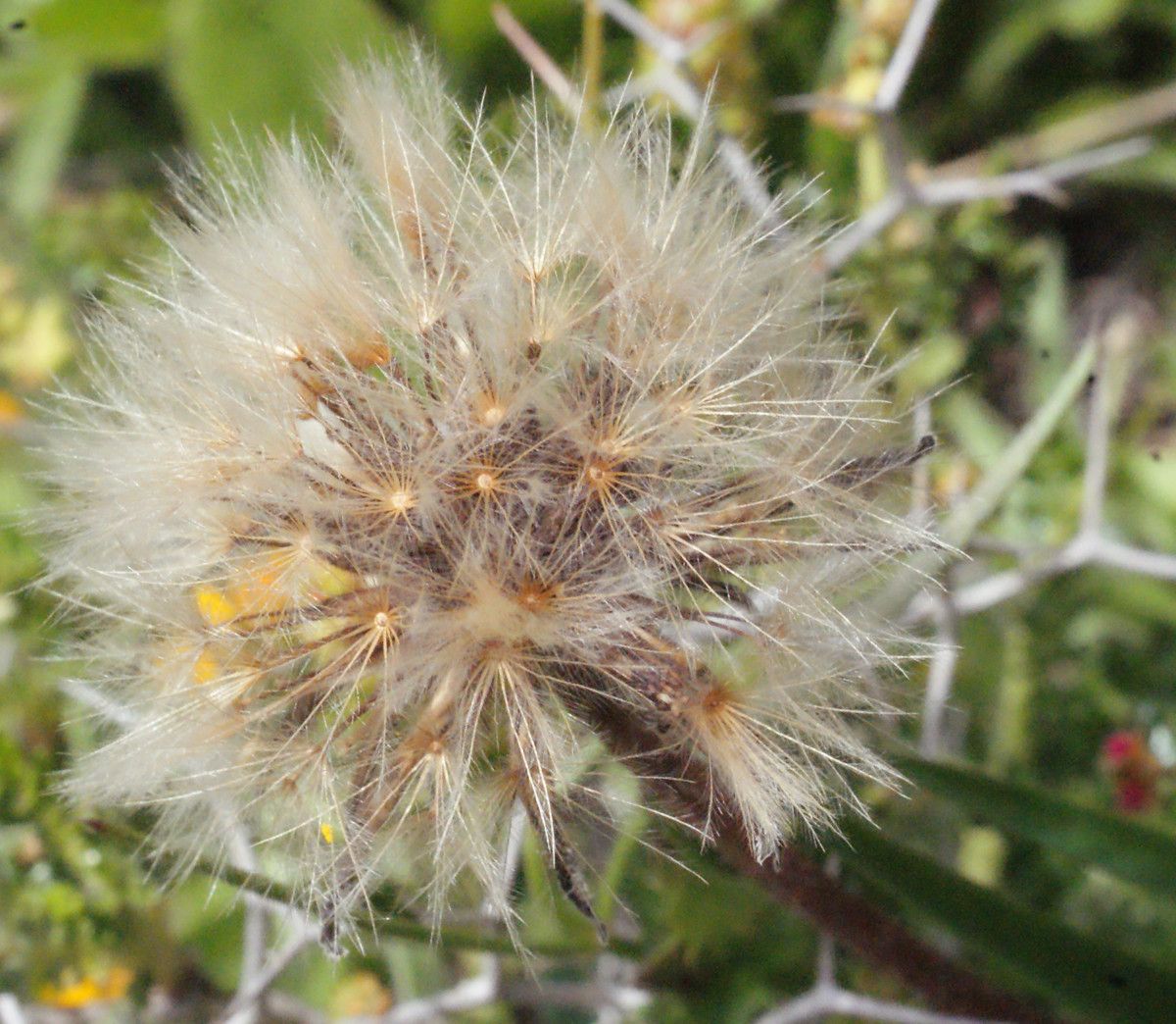 Leontodon tuberosus fruit