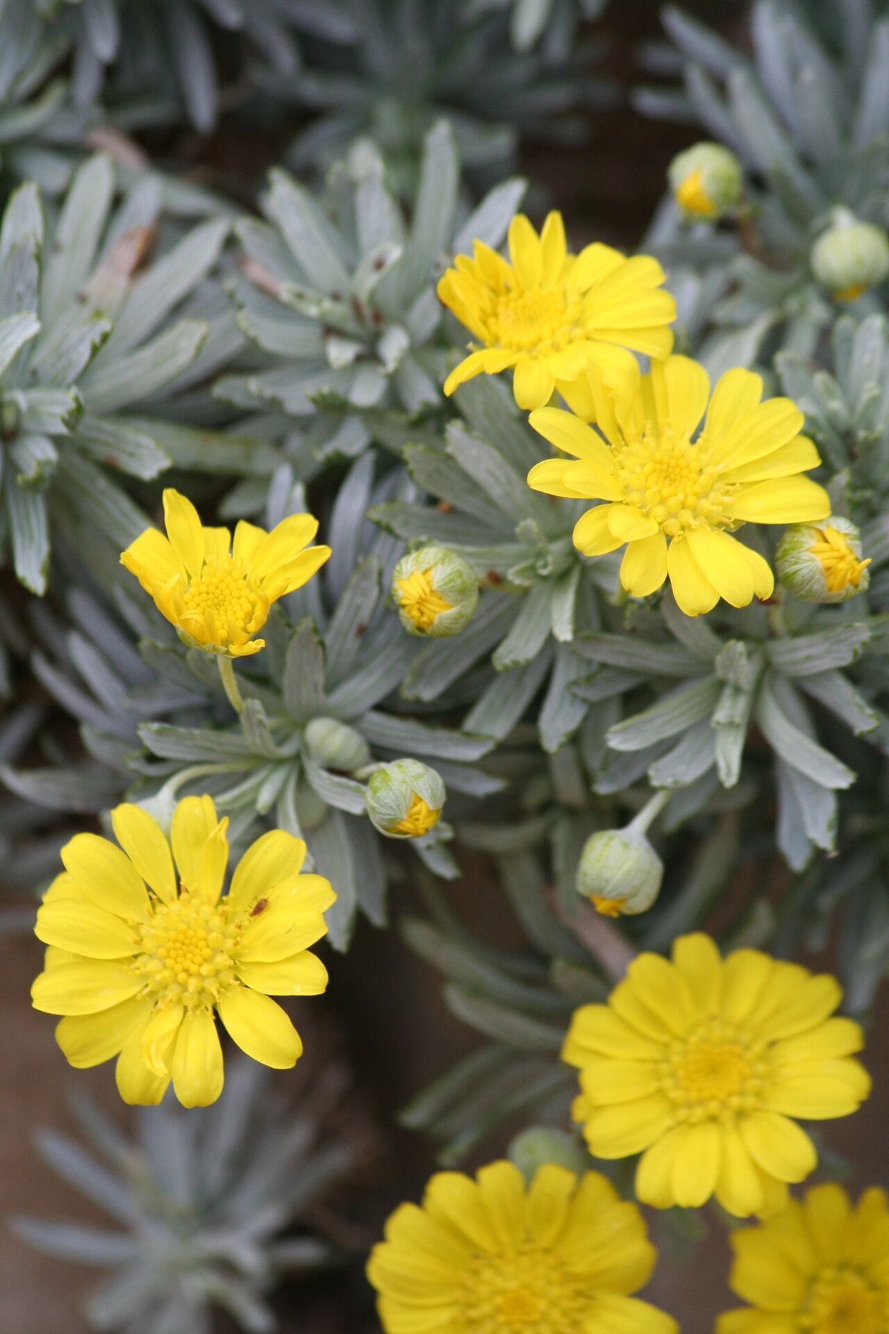 Euryops acraeus — related species from the same genus