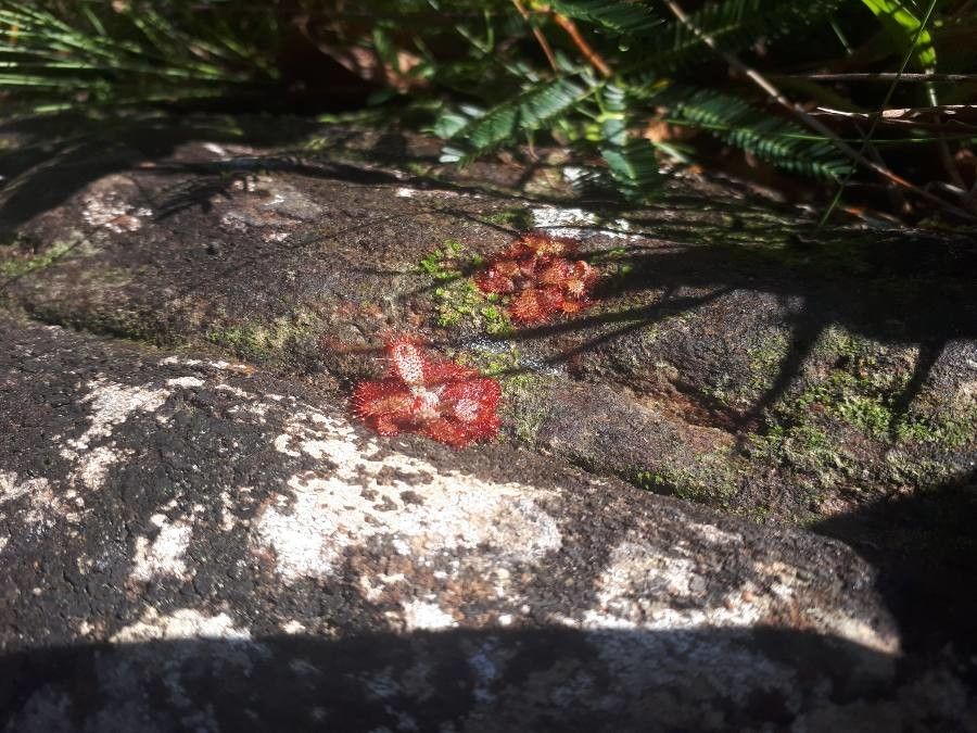 Drosera spirocalyx habit