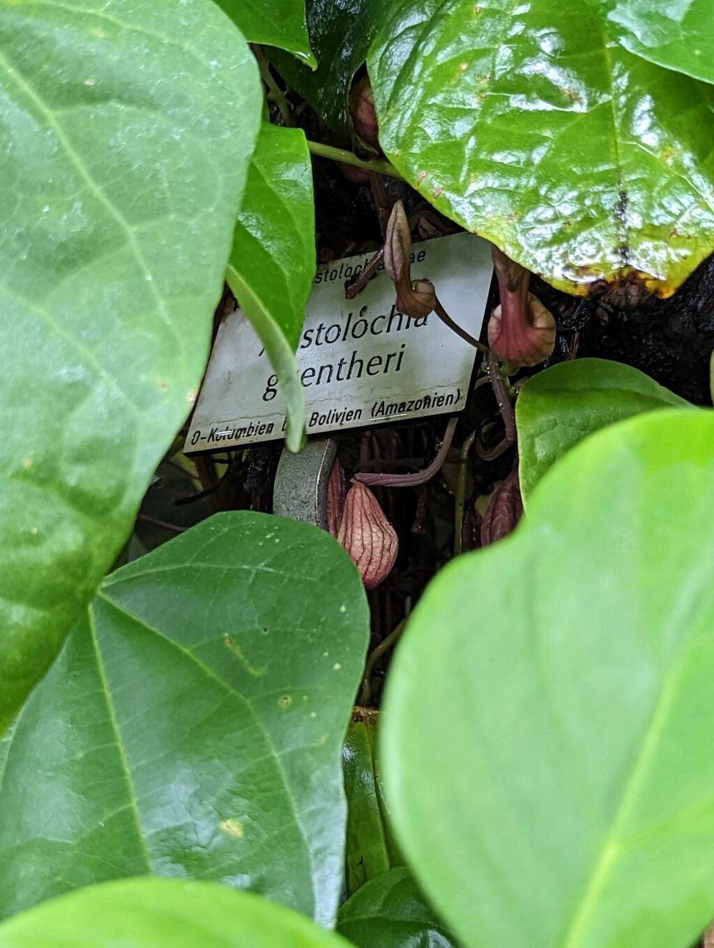 Aristolochia guentheri other