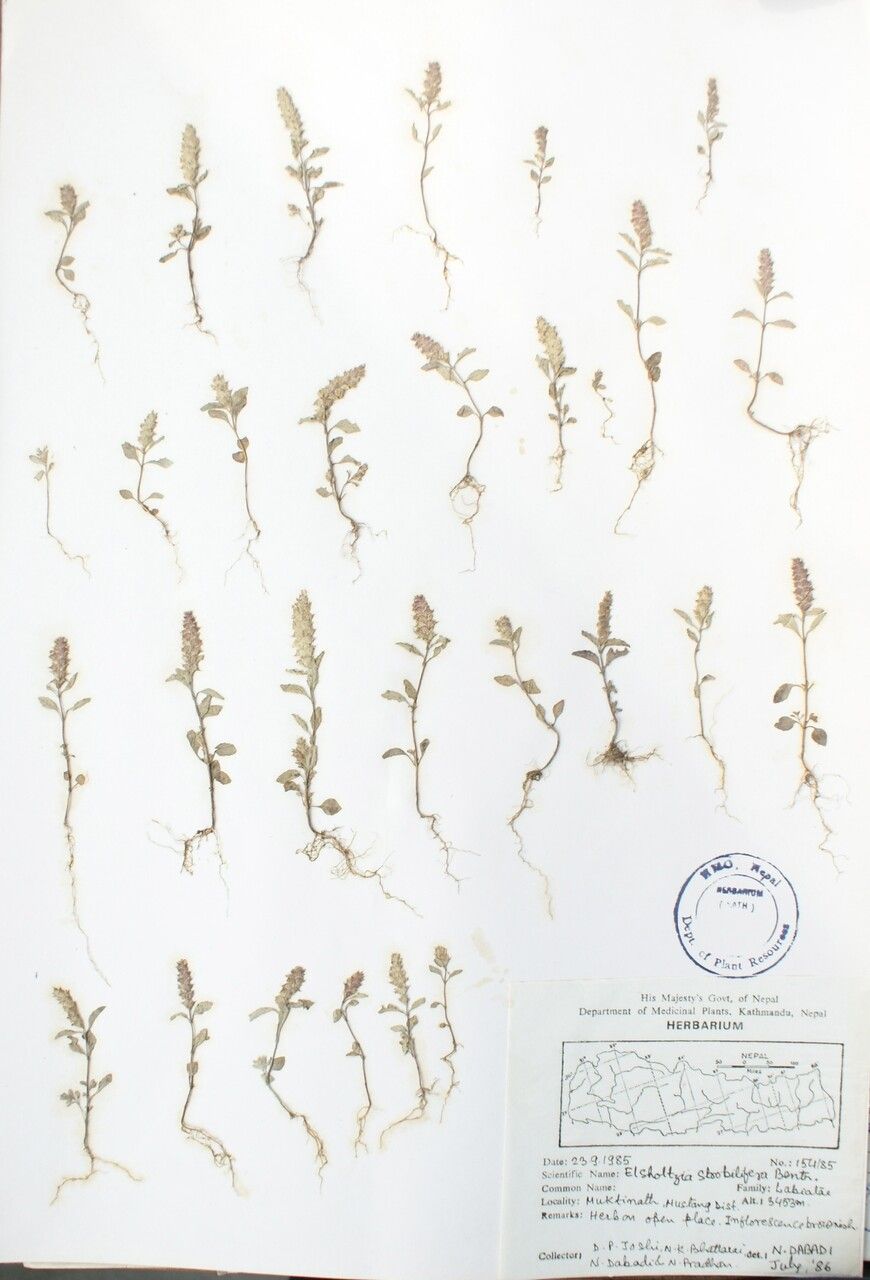 Elsholtzia concinna — related species from the same genus