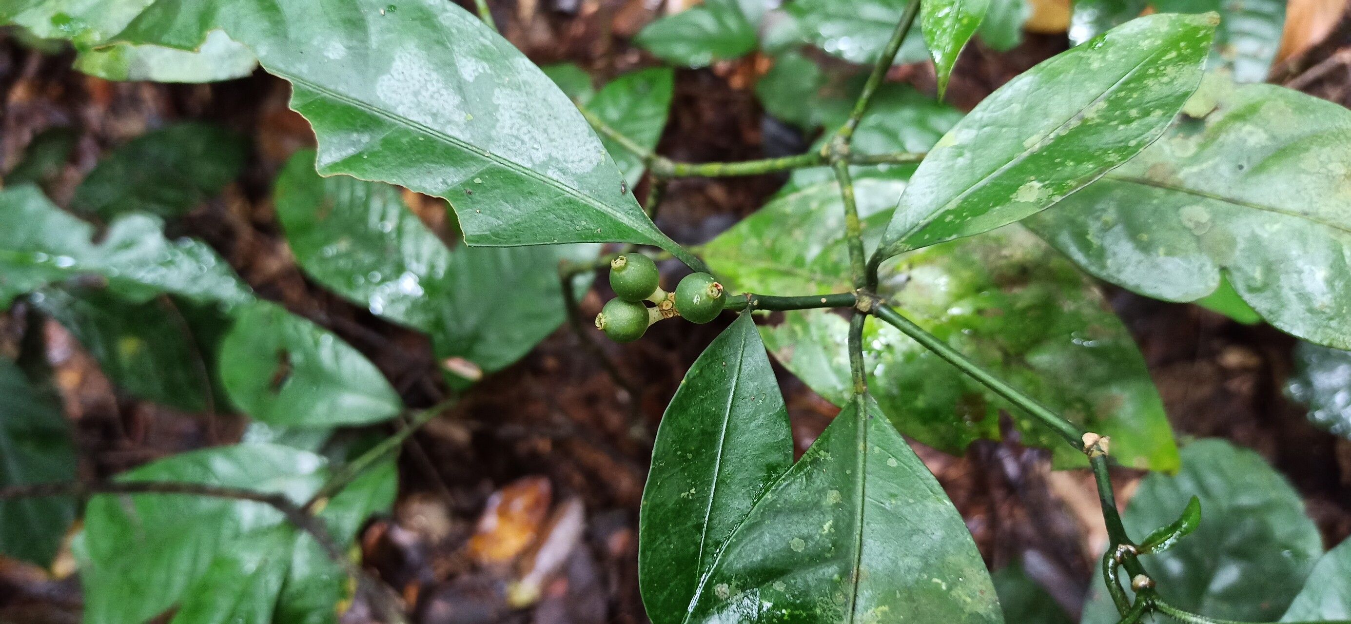 Psychotria satabiei fruit