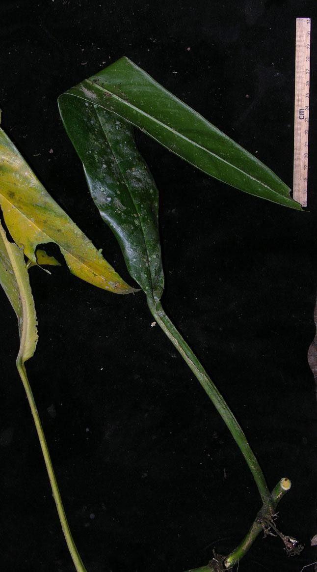 Philodendron ensifolium other