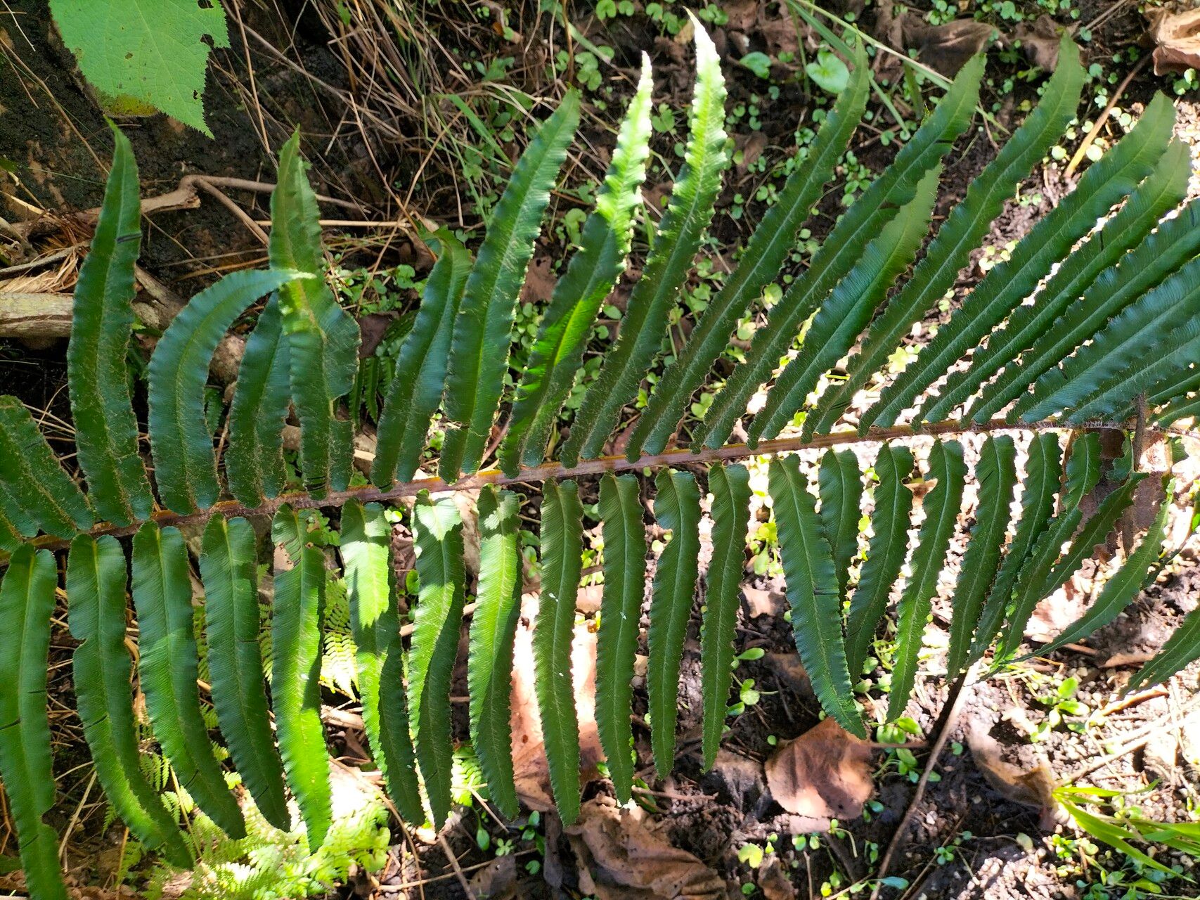 Blechnum punctulatum — houseplant care guide
