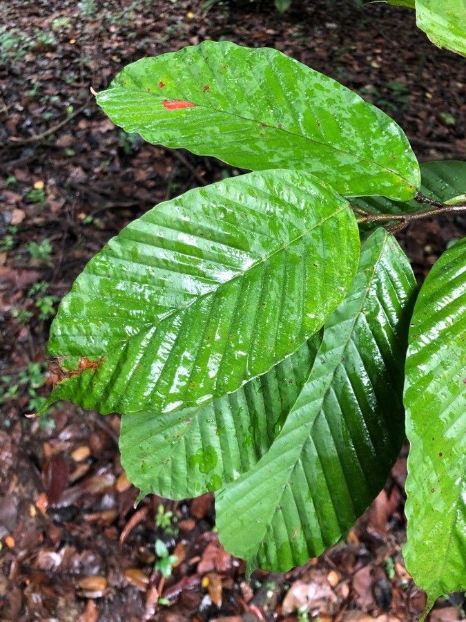 Dipterocarpus sublamellatus leaf