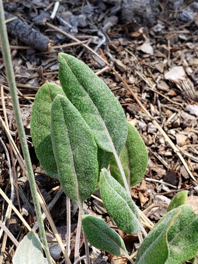 Eriogonum racemosum — search result for 'Eriogonum'