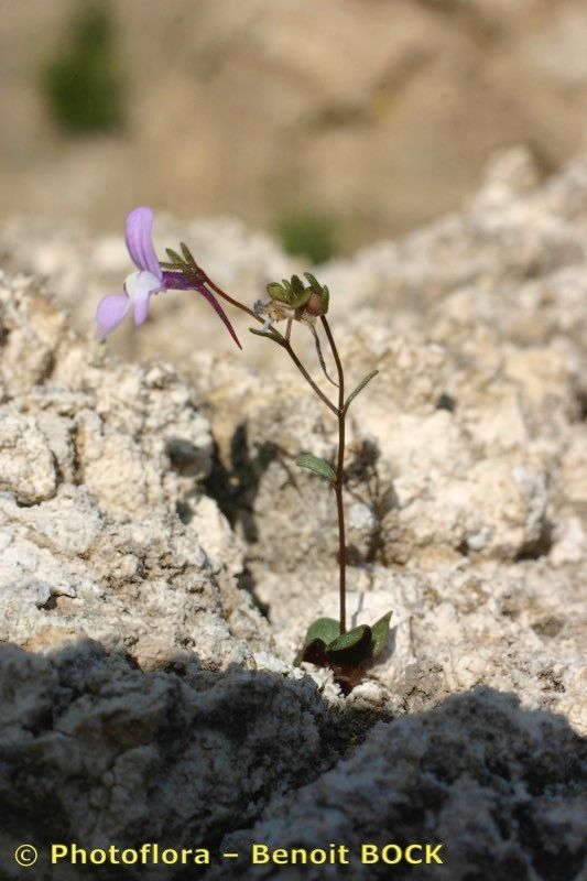 Chaenorhinum grandiflorum habit